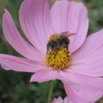 Blume mit Biene